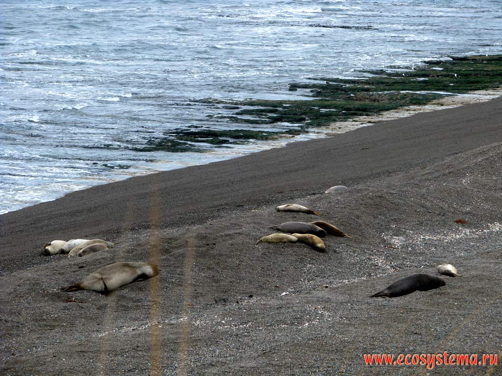 Southern Elephant Seals (Mirounga leonina) rookery on the sandy beach. Chubut Province, Southeast Argentina