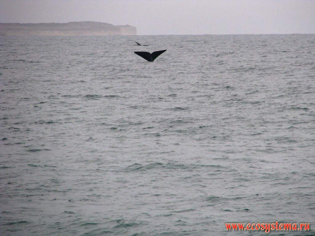 The tail fluke of the Southern Right Whale (Eubalaena australis) with typical distinct notch.
The Golfo Nuevo Bay, Atlantic ocean, Chubut Province, Southeast Argentina