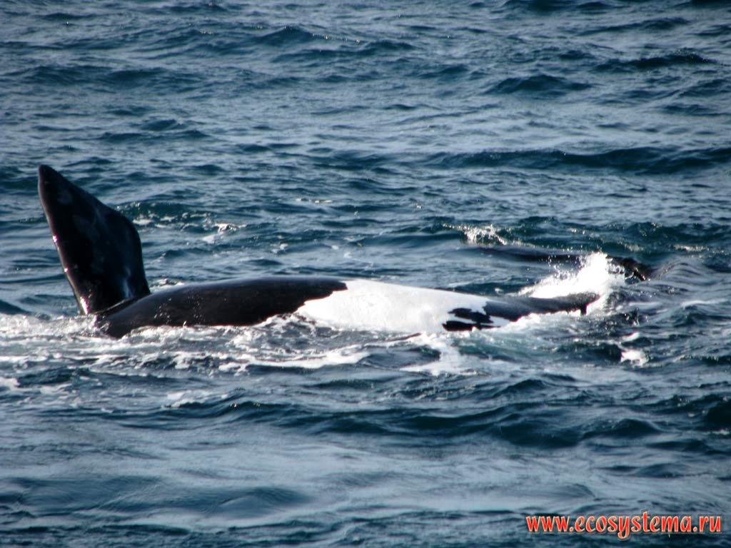 The typical to the Southern Right Whale (Eubalaena australis) pectoral fin slapping. Also the white patches on the sides of the body are visible.
The Golfo Nuevo Bay, Atlantic ocean, Chubut Province, Southeast Argentina
