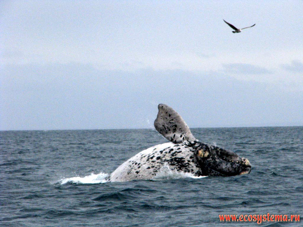 Южный гладкий, или южный настоящий, или южный полярный, или австралийский кит (Eubalaena australis) выпрыгивает из воды.
Видны характерные для этого вида белые пятна на теле. Залив Гольфо-Нуэбо, провинция Чубут, юго-восточная Аргентина