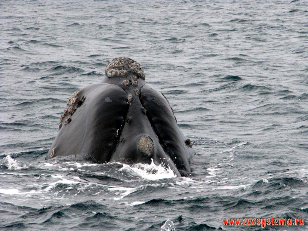 The head of the Southern Right Whale (Eubalaena australis) with the typical white callosities, covered with parasitic crustacea, for example Goose barnacles
and amphipods, or scuds (from Amphipoda Family). The Golfo Nuevo Bay, Atlantic ocean, Chubut Province, Southeast Argentina