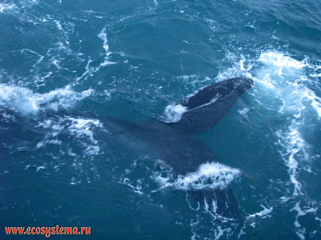 The Southern Right Whale (Eubalaena australis) in the water near the ship. The Golfo Nuevo Bay, Atlantic ocean, Chubut Province, Southeast Argentina