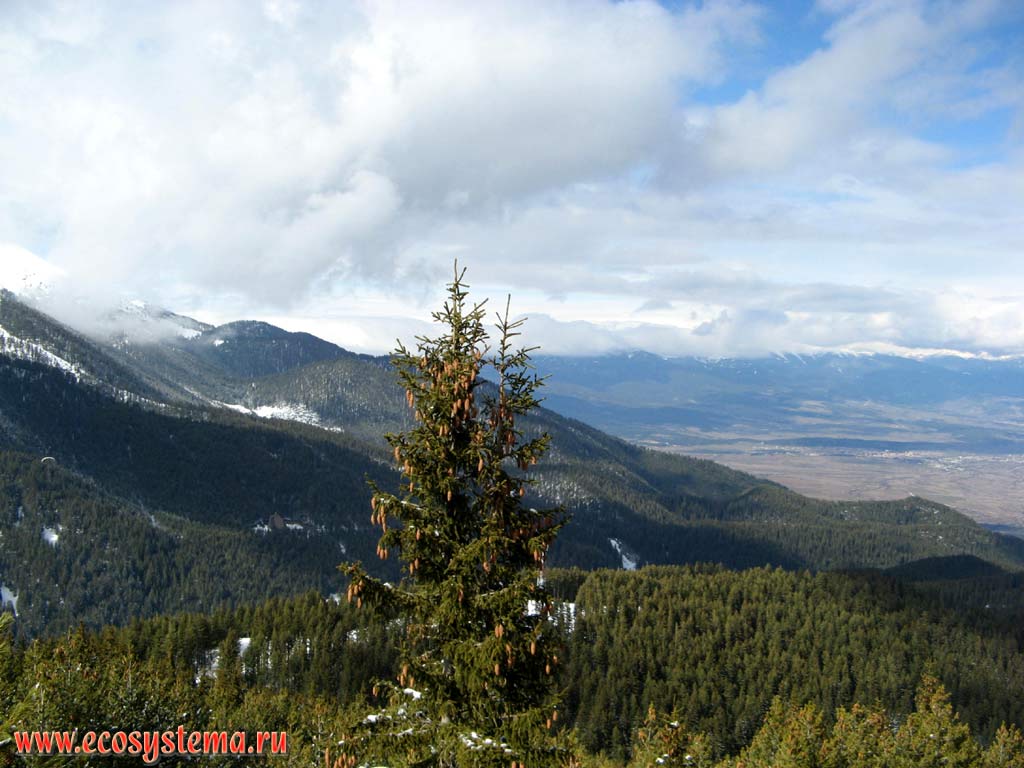 Spruce-fir coniferous forests on the Pirin Mountains slope. View to the Mesta river valley. Altitude is about 1500 meters above sea level.
Southern Bulgaria, Rodopi, Pirin Mountains