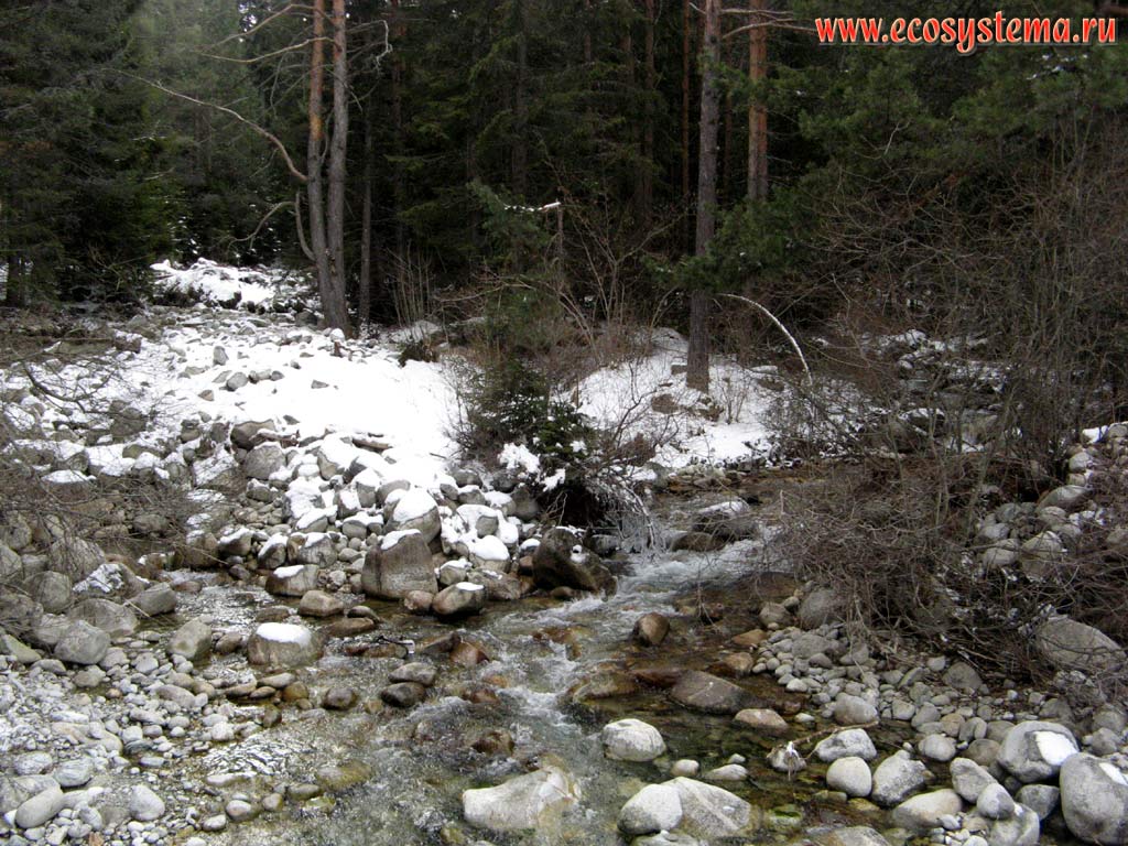 Опушка светлохвойного леса и небольшой горный ручей. Высота около 1500 метров над уровнем моря.
Южная Болгария, горная система Западные Родопы, горы Пирин