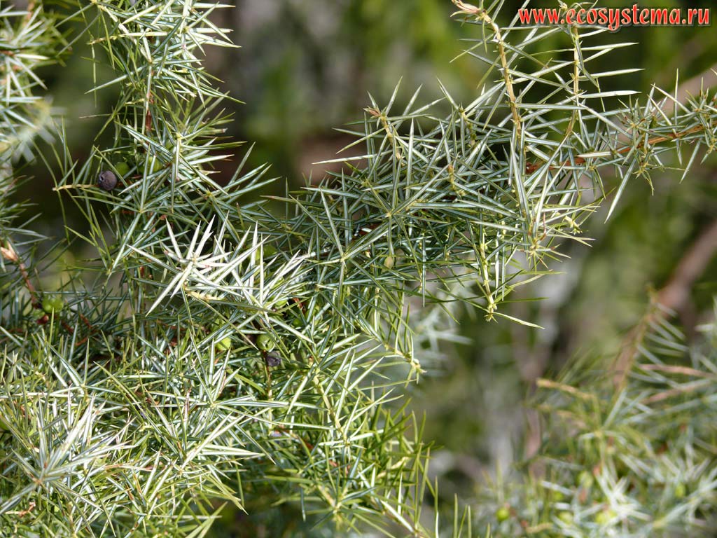 The Common Juniper (Juniperus communis) shoots with cone-berries. The pine forest edge in the Pirin Mountains. Altitude is about 1500 meters above sea level.