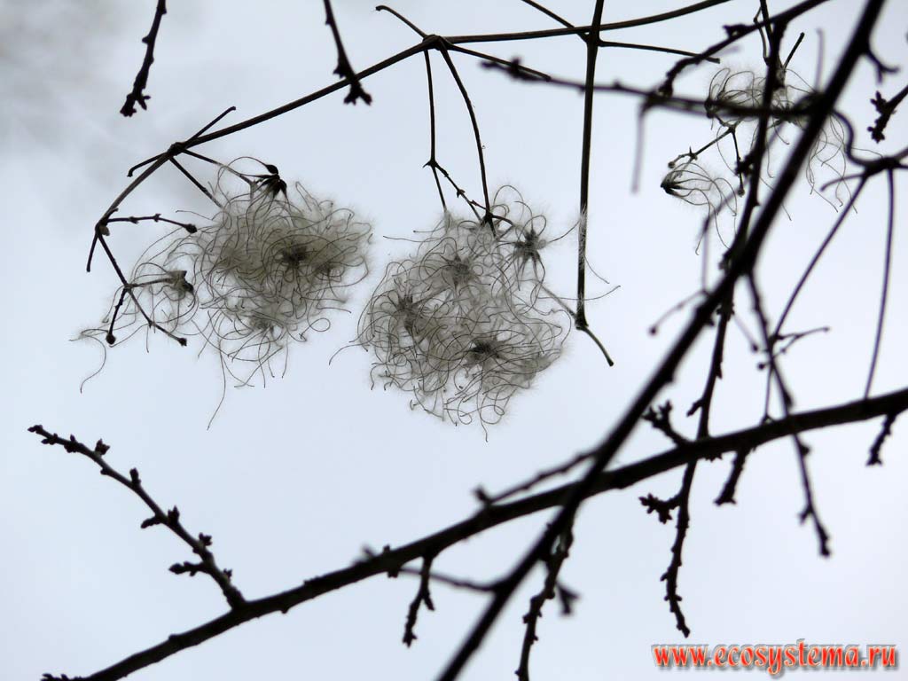 The Clematis branches with hair-like (capillaceous) seeds. Pine forest edge in the Pirin Mountains slope at 1500 meters above sea level. Southern Bulgaria, Rodopi Mountains
