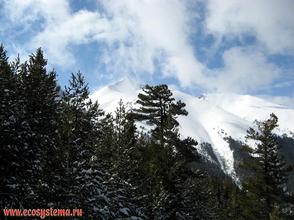 Сосновый светлохвойный лес на склонах гор Пирин на высоте около 1900 м н.у.м. На дальнем плане - гора Вихрен (2914 м).
Южная Болгария, горная система Западные Родопы