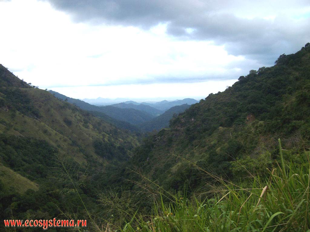 Склоны гор Центрального массива (юг острова), покрытые влажными тропическими лесами субэкваториального пояса.
Остров Шри-Ланка, Центральная провинция, окрестности города Канди (Kandy)