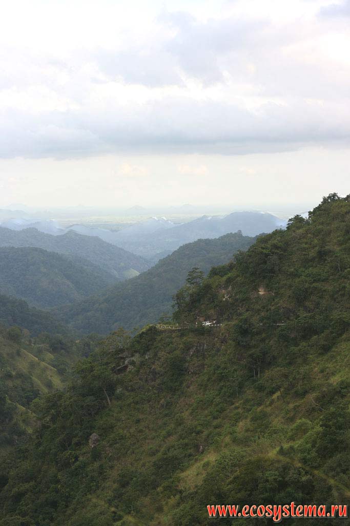 Склоны гор Центрального массива (юг острова), покрытые влажными тропическими лесами
субэкваториального пояса. Остров Шри-Ланка, Центральная провинция, окрестности города Канди (Kandy)