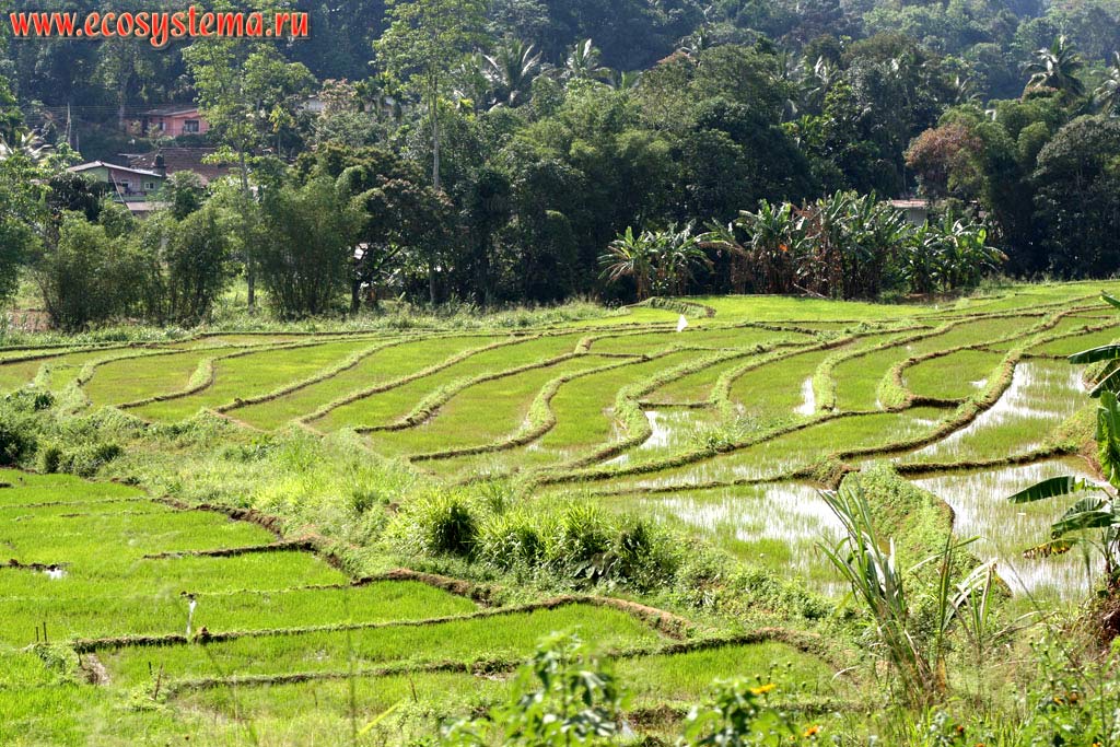 Agricultural landscape and rice plantations covered with water in the Central Massif mountains. Sri Lanka Island, Central Province, between Kandy and Ella towns