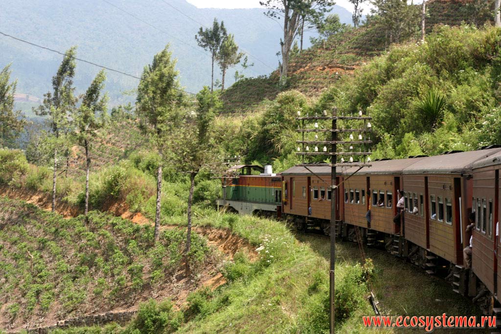 Local train in the Central Massif mountains. Sri Lanka Island, Central Province, between Kandy and Ella towns