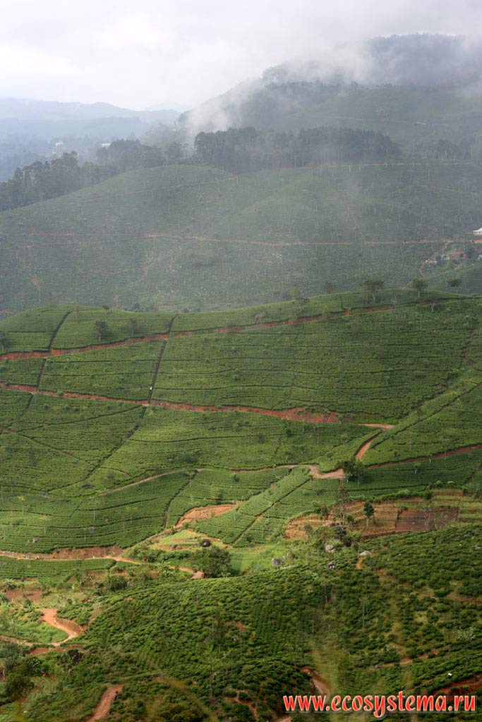 Чайные плантации на склонах гор Центрального массива. Остров Шри-Ланка, Центральная провинция