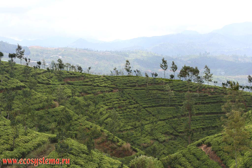 The Ceylon tea plantationson the slopes of the Central Massif mountains. Sri Lanka Island, Central Province