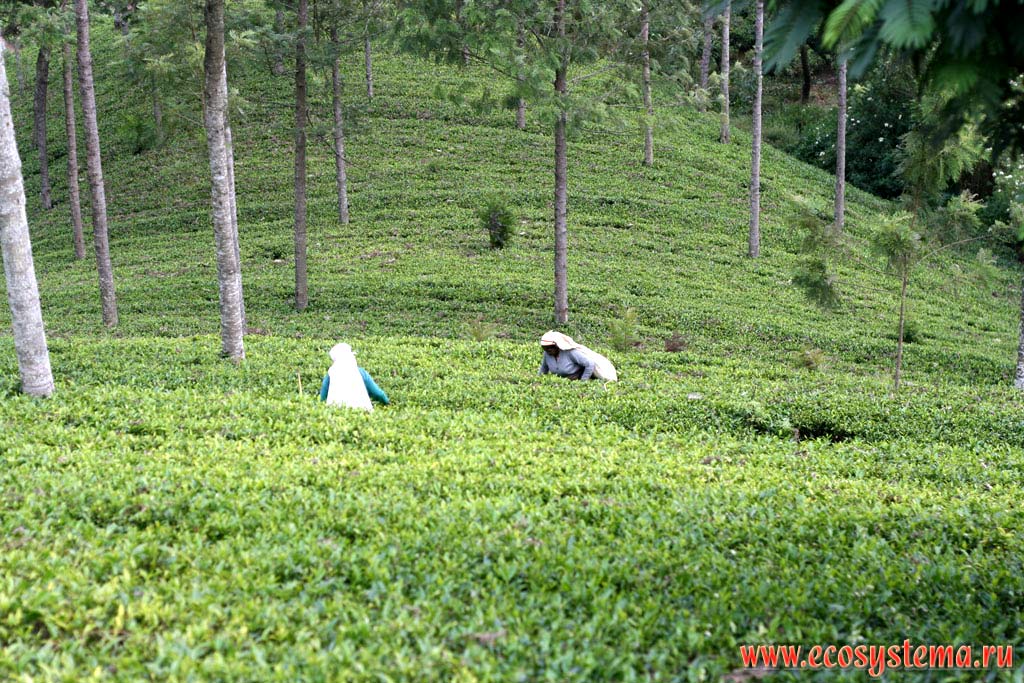 Сбор урожая на чайных плантациях в горах Центрального массива. Остров Шри-Ланка, Центральная провинция
