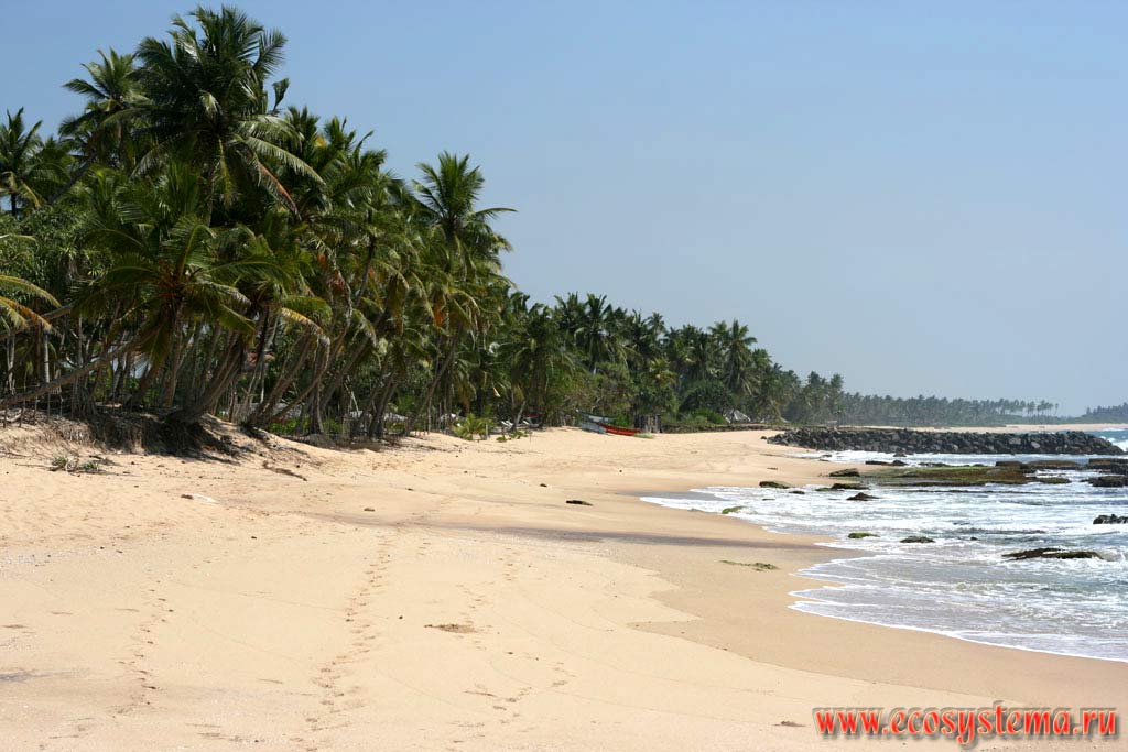 Sandy beach and coconut trees (Cocos nucifera, the Palm family - Palmaceae) on the Sri Lanka south coast. Sri Lanka Island, Southern Province, Tangalle area