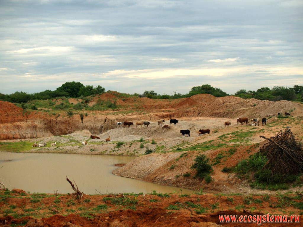 Sandy-gravel open pit surrounded by xerophytic tropical savanna sparse growth. South African Plateau, Cahama (Kahama) area, Cunene province, southern Angola