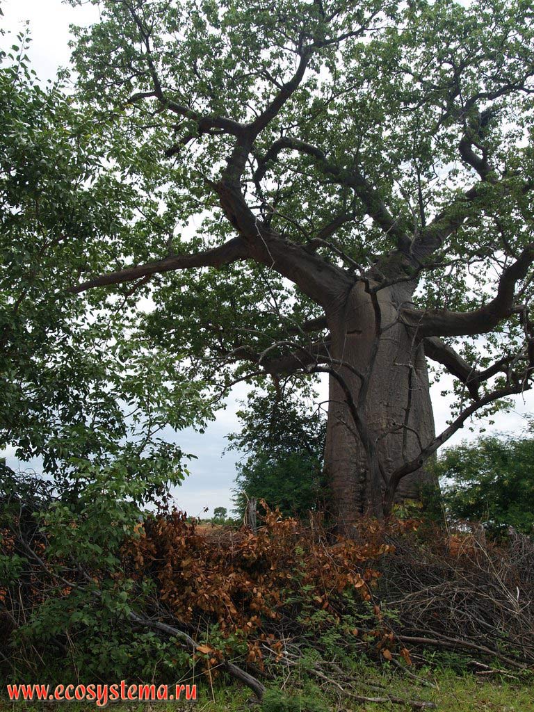 Баобаб, или адансония пальчатая (Adansonia digitata) в саванне.
Район Очинжау (Otchinjau), провинция Кунене. Южно-Африканское плоскогорье, южная Ангола
