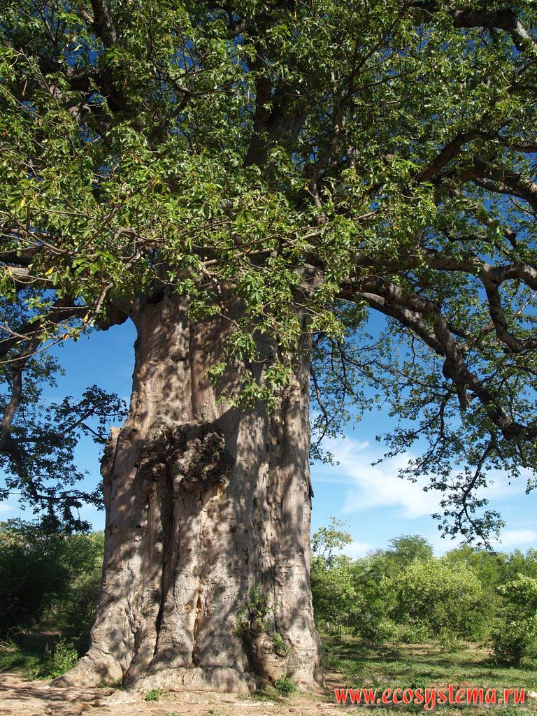 Баобаб, или адансония пальчатая (Adansonia digitata) в саванне.
Район Очинжау (Otchinjau), провинция Кунене. Южно-Африканское плоскогорье, южная Ангола