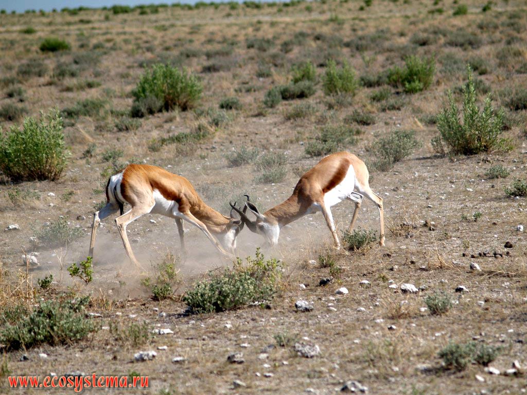 Breeding fight (duel) of Impala (Aepyceros melampus) young males (Impalas subfamily - Aepycerotinae, Bovidae family).
Etosha, or Etoshа Pan National Park, South African Plateau, northern Namibia