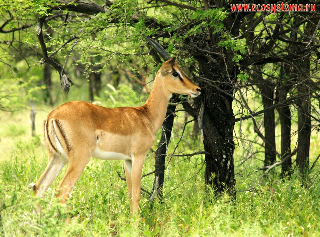 The Impala (Aepyceros melampus) young female in savanna (Impalas subfamily - Aepycerotinae, Bovidae family).
Etosha, or Etoshа Pan National Park, South African Plateau, northern Namibia