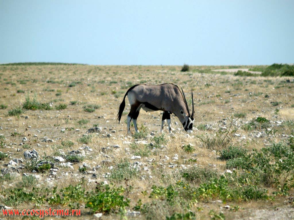 Орикс, или сернобык, или антилопа бейза (Oryx gazella beisa, или Oryx beisa) (семейство Полорогие - Bovidae, подсемейство Саблерогие антилопы - Hippotraginae).
Национальный парк Этоша, Южно-Африканское плоскогорье, северная Намибия