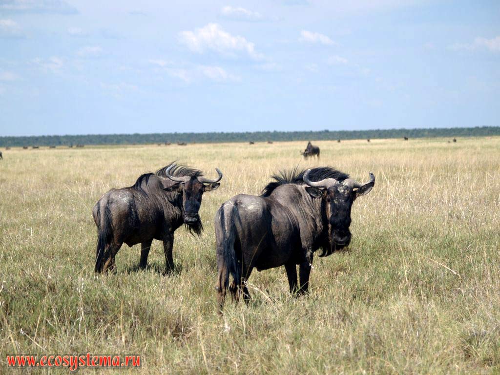 Антилопы Гну (Connochaetes gnou) (род Гну - Catoblepas, подсемейство Антилопа - Antilopina, семейство Полорогие - Bovidae).
Национальный парк Этоша, Южно-Африканское плоскогорье, северная Намибия