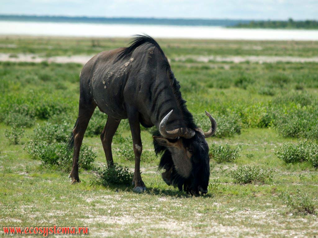The Black Wildebeest, or White-tailed gnu (Connochaetes gnou) (Bovidae family, Alcelaphinae subfamily).
Etosha, or Etoshа Pan National Park, South African Plateau, northern Namibia