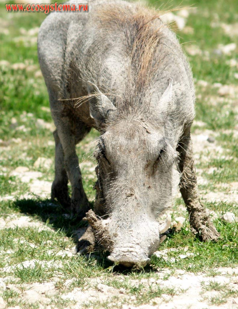 The Warthog, or Common Warthog, or African Lens-Pig (Phacochoerus africanus) (Suidae family, Artiodactyla order).
Etosha, or Etoshа Pan National Park, South African Plateau, northern Namibia