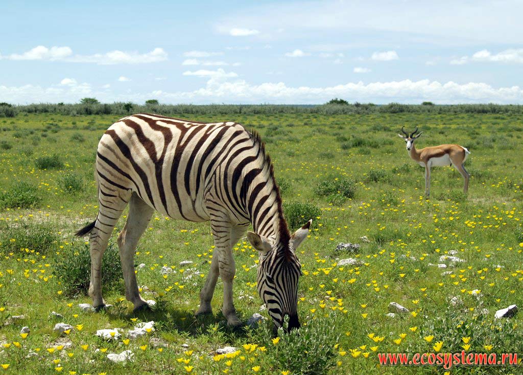 Равнинная, или саванная зебра (подвид Бурчеллова зебра - Equus quagga burchellii) и антилопа Импала (Aepyceros melampus) в саванне.
Национальный парк Этоша, Южно-Африканское плоскогорье, северная Намибия