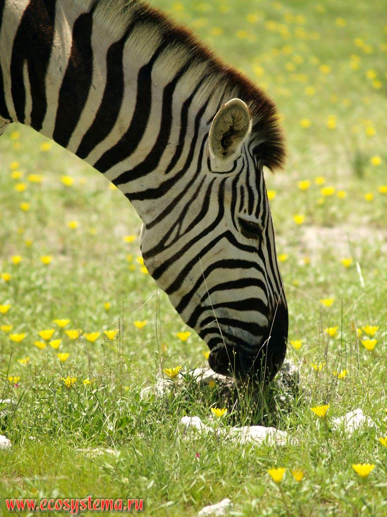 The Plains zebra (Equus quagga burchellii subspecies) in savanna. Etosha, or Etoshа Pan National Park, South African Plateau, northern Namibia
