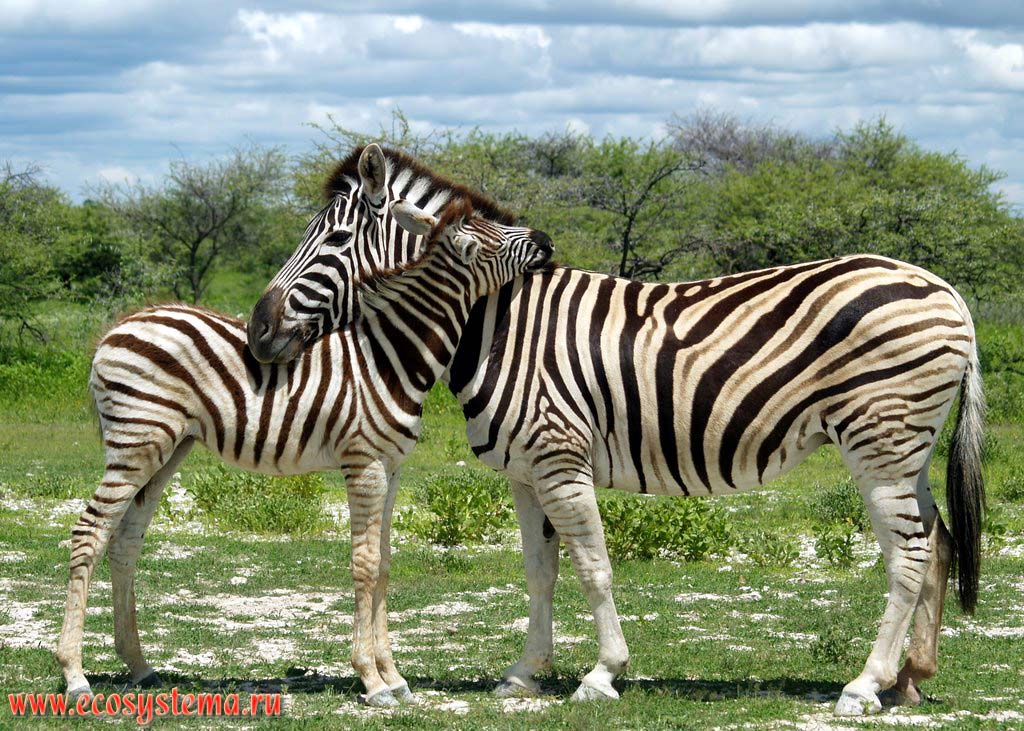 The foal and the female of a Plains zebra (Equus quagga burchellii subspecies) in savanna. Etosha, or Etoshа Pan National Park, South African Plateau, northern Namibia