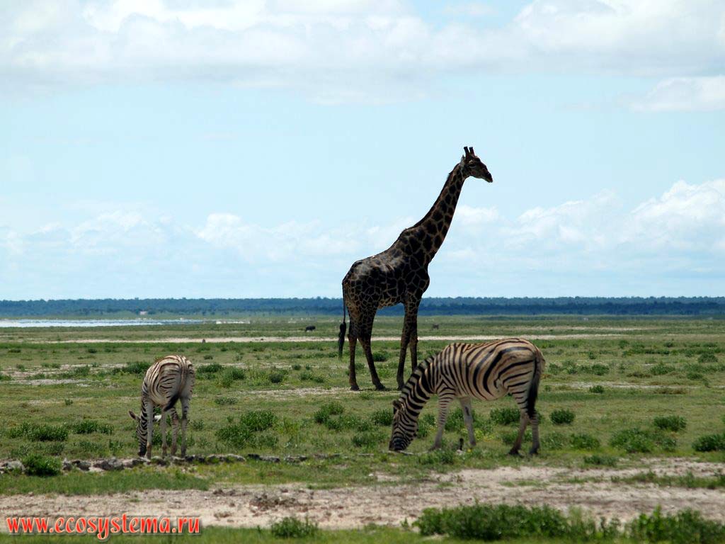 Равнинные, или саванные зебры (Equus quagga burchellii) и жираф (Giraffa camelopardalis).
Национальный парк Этоша, Южно-Африканское плоскогорье, северная Намибия