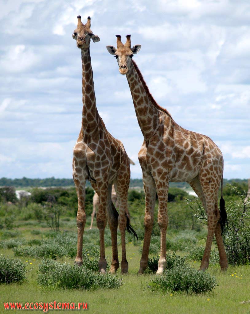 Жирафы (Giraffa camelopardalis) (семейство Жирафовые - Giraffidae, отряд Парнокопытные - Artiodactyla) в саванне.
Национальный парк Этоша, Южно-Африканское плоскогорье, северная Намибия