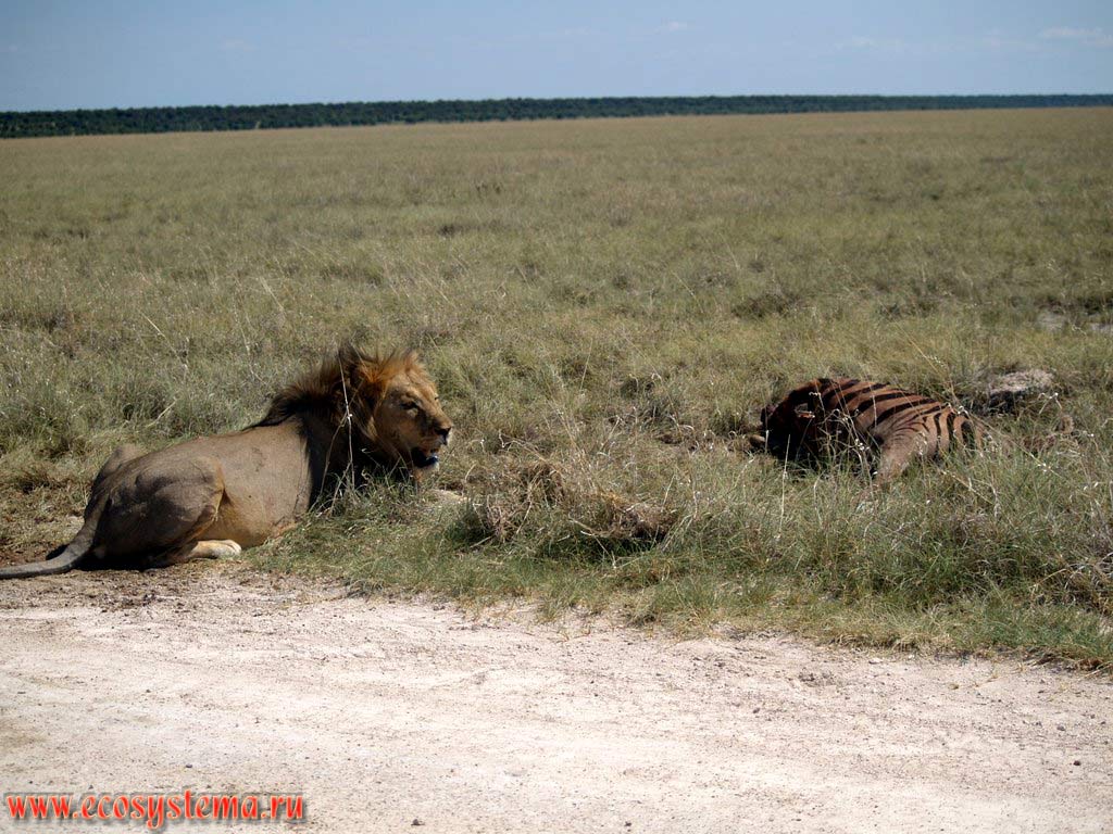 The African Lion (Panthera leo) adult male near his prey (victim) - killed plains zebra. Etosha, or Etoshа Pan National Park, South African Plateau, northern Namibia