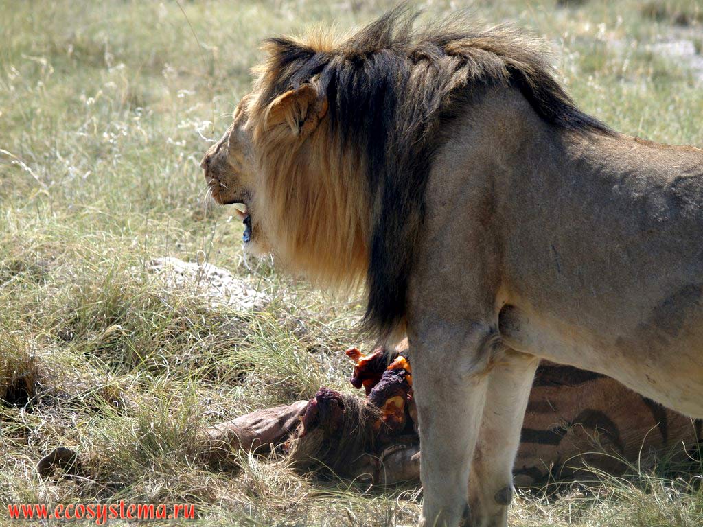 The African Lion (Panthera leo) adult male near his prey (victim) - killed plains zebra. Etosha, or Etoshа Pan National Park, South African Plateau, northern Namibia