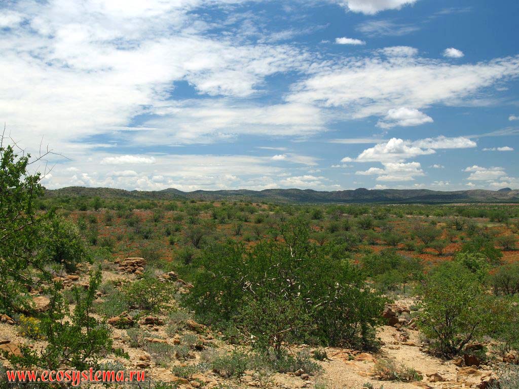 Саванновое редколесье в северной Намибии. Окрестности города Франсфонтейн (Fransfontein). Южно-Африканское плоскогорье