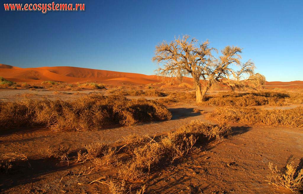 Ксерофитная древесно-кустарниковая растительность в песчаной пустыне Намиб. Вдали - грядовые пески. Окрестности Соссусвлей (Сосусвли, Sossusvlei),
заповедник Намиб Рэнд (NamibRand Nature Reserve), национальный парк Намиб-Науклюфт (Namib-Naukluft National Park),
Южно-Африканское плоскогорье, центральная Намибия