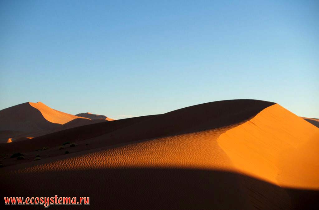 The typical desert sandy dune structure: the windward (exposed to the wind) slope at the right (on the sun) and leeward (lee side) slope (where wind-borne sediments are
accumulated) at the left (in the shadow). «Sossusvlei red dunes», Namib Desert, Namib-Naukluft National Park, South African Plateau, Central Namibia