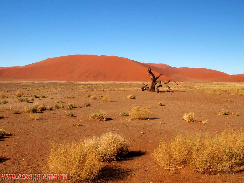 Ксерофитная растительность в песчаной пустыне Намиб с грядовыми песками (образованными барханами) вдали. Окрестности Соссусвлей,
заповедник Намиб Рэнд (NamibRand Nature Reserve), национальный парк Намиб-Науклюфт (Namib-Naukluft National Park),
Южно-Африканское плоскогорье, центральная Намибия