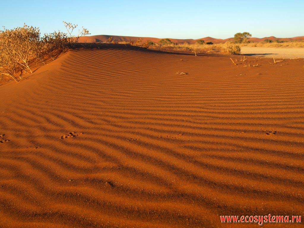 Волнистая слоистость эоловых отложений на склоне песчаного бархана в пустыне Намиб. Окрестности Соссусвлей (Сосусвли, Sossusvlei),
заповедник Намиб Рэнд (NamibRand Nature Reserve), национальный парк Намиб-Науклюфт (Namib-Naukluft National Park),
Южно-Африканское плоскогорье, центральная Намибия