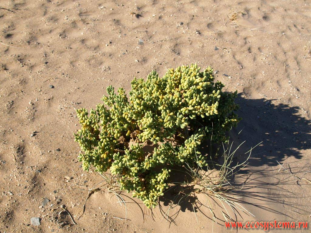 Очиток sp. (Sedum) - суккулентное растение на краю песчаного пляжа на берегу Атлантического океана.
Западное побережье Африки, юг Намибии, окрестности города Людериц (Luderitz)