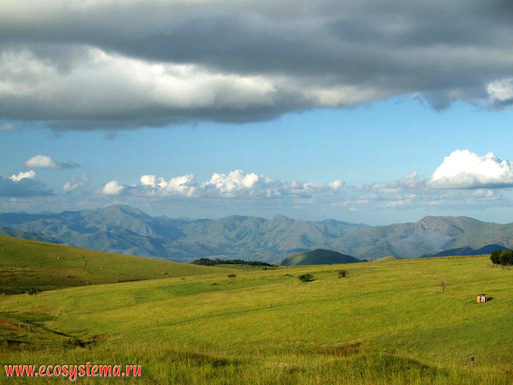 Subtropical African grassland (meadows) - «veld» on the eastern slopes of Drakensberg Mountains after the rainy season (summer of the southern hemisphere)
South African Plateau, Swaziland