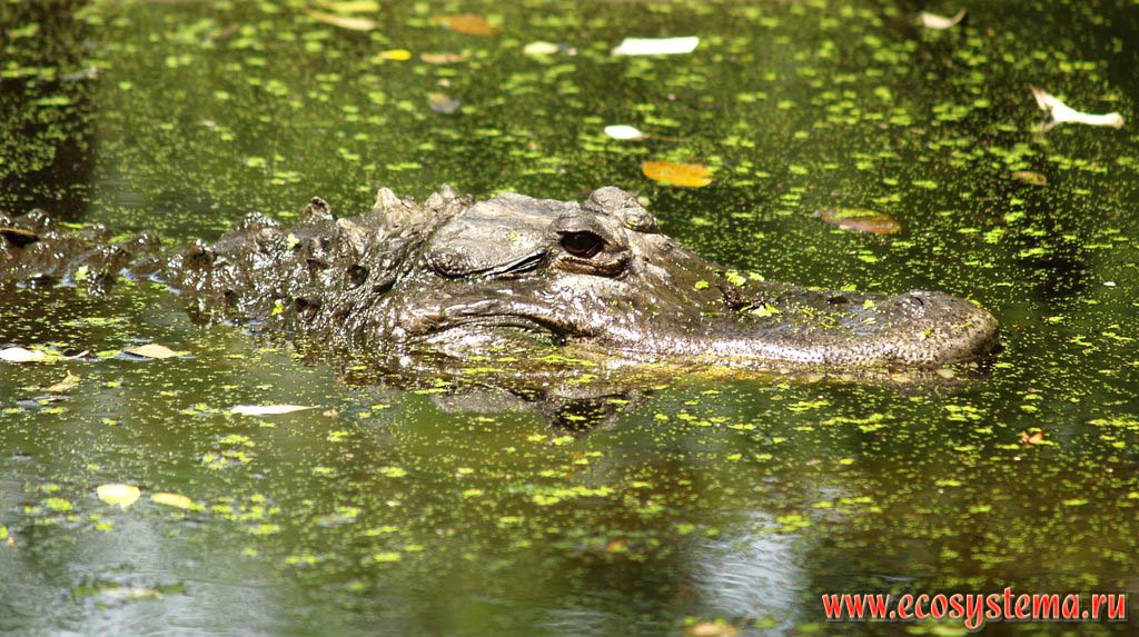 Нильский крокодил (Crocodylus niloticus) (семейство Настоящие крокодилы, Crocodylidae) в воде. Зоопарк на мысе Видал (Cape Vidal), восток ЮАР