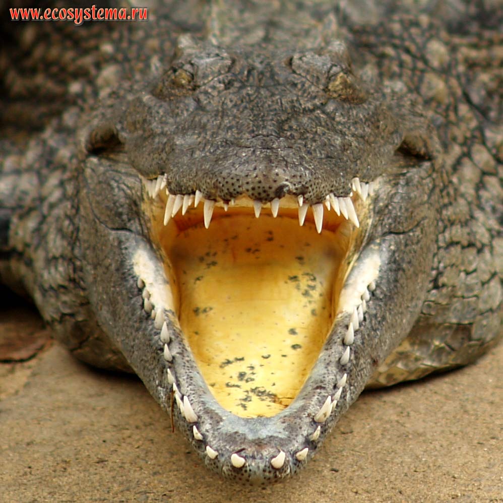 Открытая пасть нильского крокодила (Crocodylus niloticus) (семейство Настоящие крокодилы, Crocodylidae) в воде.
Зоопарк на мысе Видал (Cape Vidal), восток ЮАР