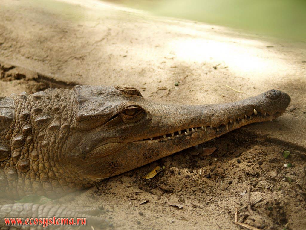 Африканский узкорылый крокодил, или Африканский гавиал (Crocodylus cataphractus) (семейство Настоящие крокодилы, Crocodylidae).
Зоопарк на мысе Видал (Cape Vidal), восток ЮАР