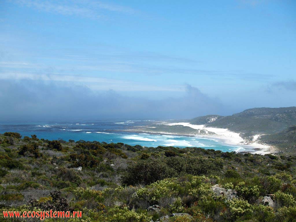 Приморская кустарниковая фригана на мысе Доброй Надежды (Cape of Good Hope). Южная Африка, Капские горы, южное побережье ЮАР