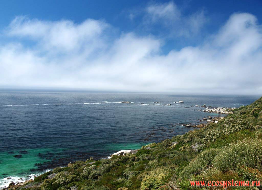 Приморская кустарниковая фригана на мысе Доброй Надежды (Cape of Good Hope). Берег Атлантического океана, Южная Африка, южное побережье ЮАР