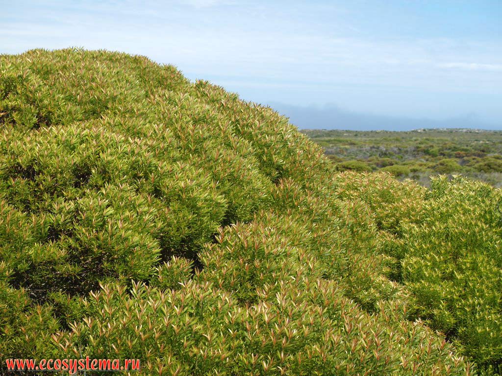 Растения приморской кустарниковой фриганы на мысе Доброй Надежды. Берег Атлантического океана, Южная Африка, южное побережье ЮАР