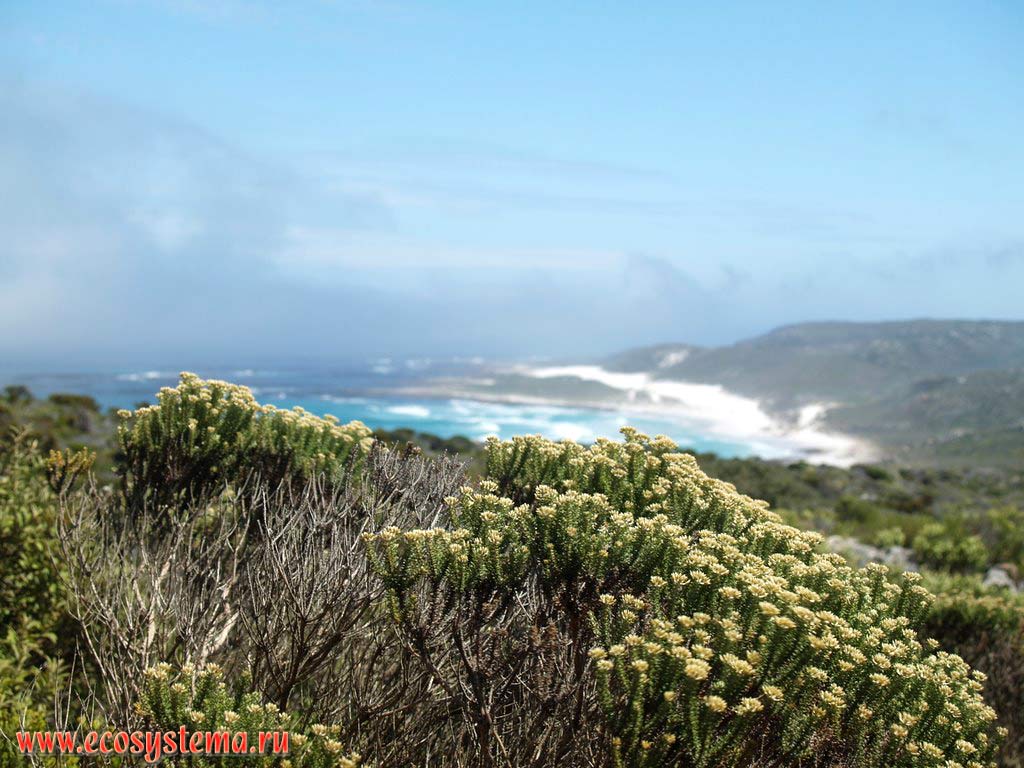 Растения приморской кустарниковой фриганы на мысе Доброй Надежды. Берег Атлантического океана, Южная Африка, южное побережье ЮАР
