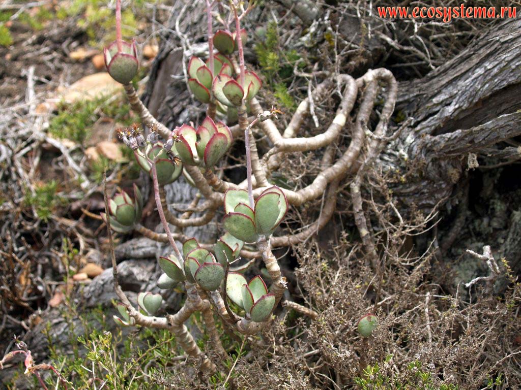 Crassulaceae family plant (undefined). The Cape of Good Hope, Atlantic ocean coast, South African Republic
